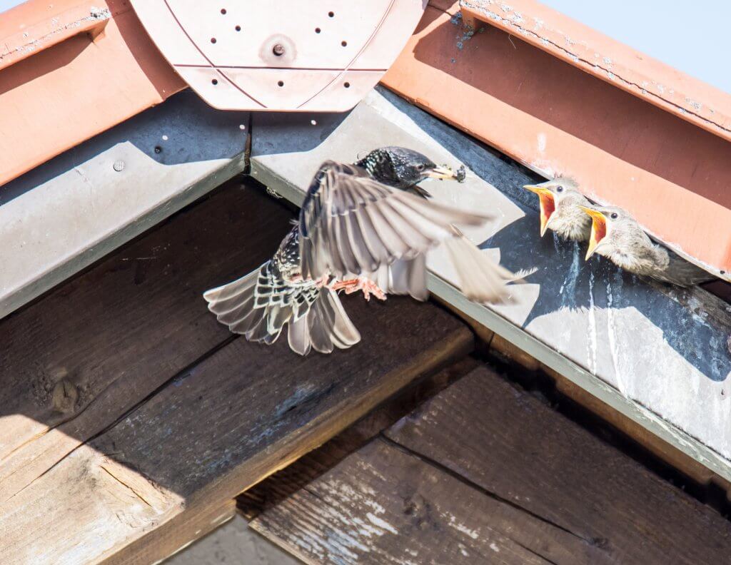 birdsonroof-scaled