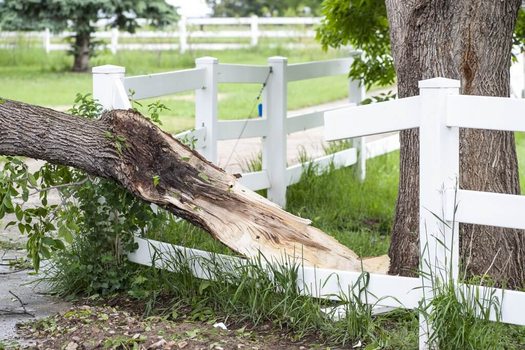 broken tree