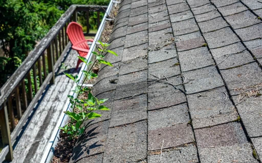 roof with moss and plants
