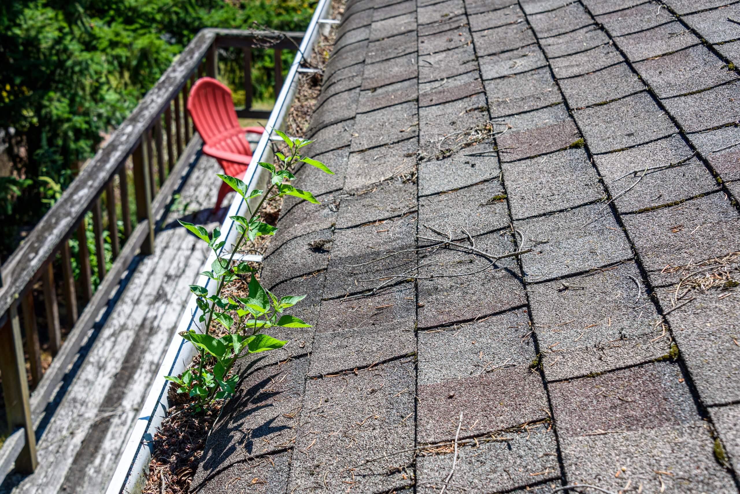 Roof-Maint-scaled